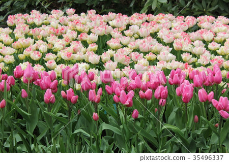 Flowers Flowers 35496337