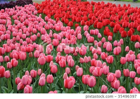 Flowers Flowers 35496397