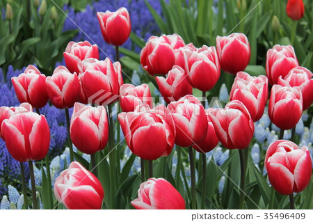 Flowers 35496409
