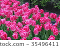 Flowers 35496411