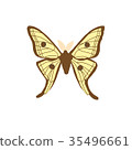Vector Spanish butterfly Graellsia Isabellae 35496661