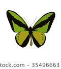 Large day butterfly (Ornithoptera goliath) vector  35496663