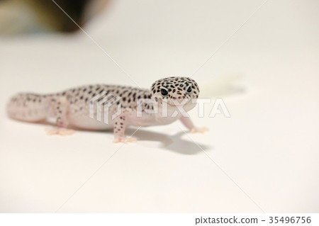 Leopard mont oyster moth leopard gekko reptile Leopard mont oyster moth leopard gekko reptile 35496756