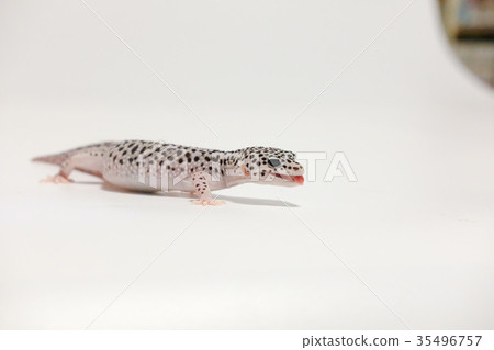 豹子mont牡蠣蛾豹子gekko爬行動物 35496757