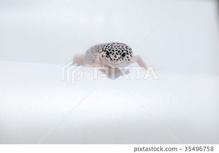 豹子mont牡蠣蛾豹子gekko爬行動物 35496758