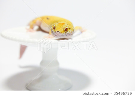 Leopard mont oyster moth leopard gekko reptile Leopard mont oyster moth leopard gekko reptile 35496759