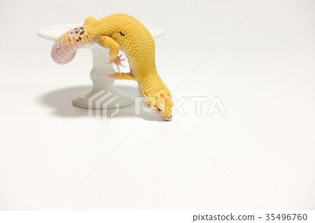 Leopard mont oyster moth leopard gekko reptile Leopard mont oyster moth leopard gekko reptile 35496760