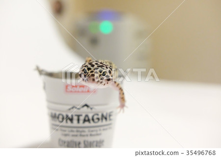 Leopard mont oyster moth leopard gekko reptile 35496768