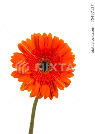 Red  orange gerbera flower 35497137