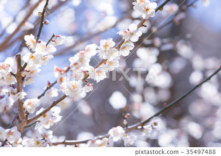 白梅花白梅花梅花林梅花林許多花卉春天的景點 35497488