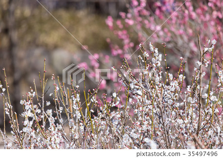 白梅花白梅花梅花林梅花林許多花卉春天的景點 白梅花白梅花梅花林梅花林許多花卉春天的景點 35497496