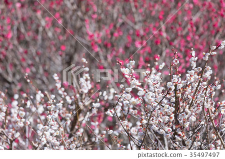 白梅花白梅花梅花林梅花林許多花卉春天的景點 白梅花白梅花梅花林梅花林許多花卉春天的景點 35497497