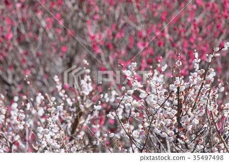 白梅花白梅花梅花林梅花林許多花卉春天的景點 白梅花白梅花梅花林梅花林許多花卉春天的景點 35497498