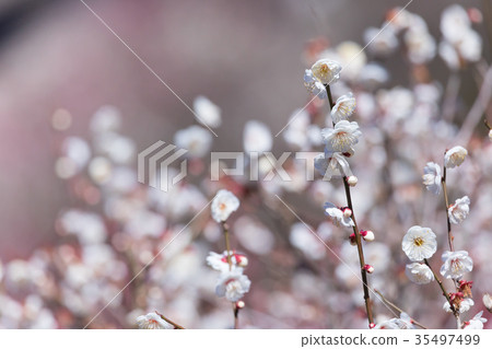 白梅花白梅花梅花林梅花林許多花卉春天的景點 白梅花白梅花梅花林梅花林許多花卉春天的景點 35497499