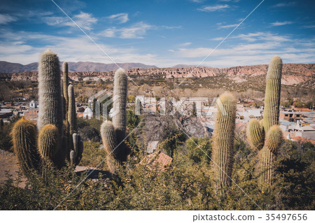 Cactus, Quebrada de Humahuaca 35497656