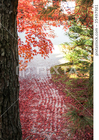 在Ninna籍寺廟/南庭院白色沙子的秋葉 35497981