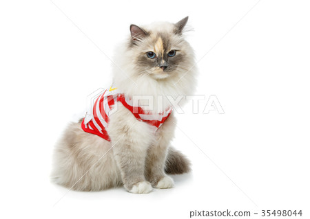 beautiful birma cat in red pullover 35498044