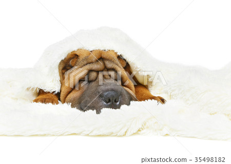 shar pei puppy under plaid shar pei puppy under plaid 35498182