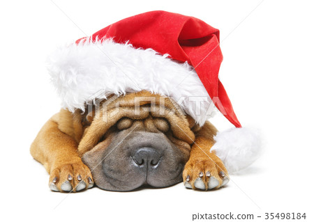 shar pei puppy in christmas hat 35498184