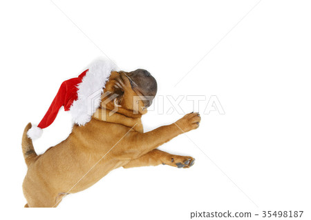 shar pei puppy in christmas hat 35498187