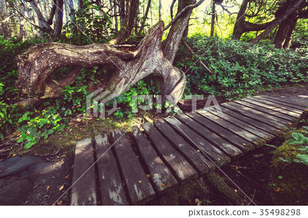 Vancouver forest 35498298