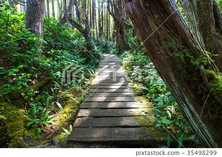 Vancouver forest Vancouver forest 35498299