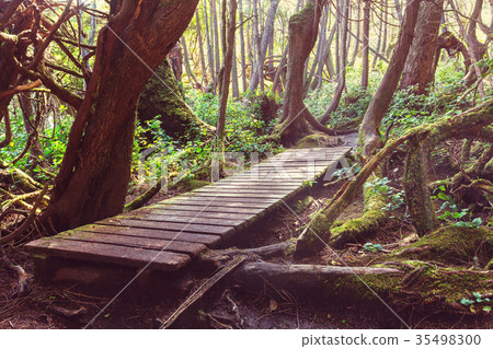 Vancouver forest Vancouver forest 35498300