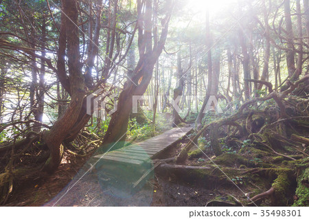 Vancouver forest Vancouver forest 35498301