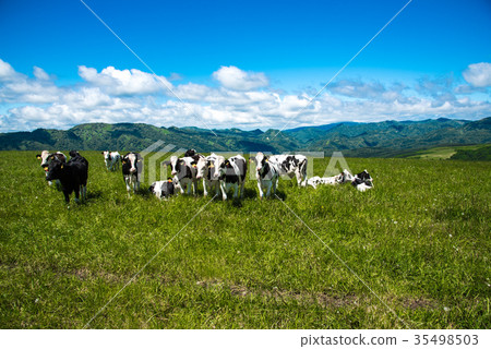 Hokkaido ranch cattle cow 35498503