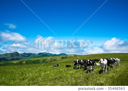 Hokkaido ranch cattle cow Hokkaido ranch cattle cow 35498563