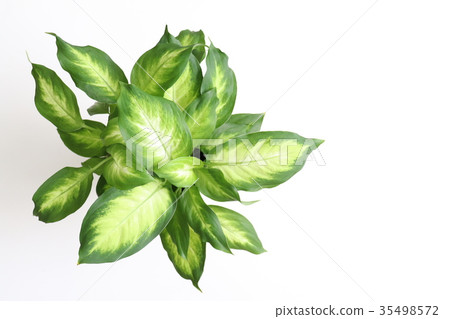 Houseplant (Difenbakia) Houseplant (Difenbakia) 35498572