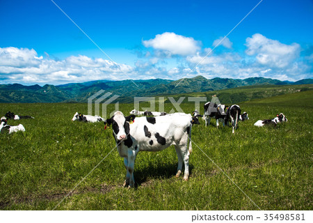 Hokkaido ranch cattle cow Hokkaido ranch cattle cow 35498581