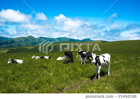 Hokkaido ranch cattle cow 35498586