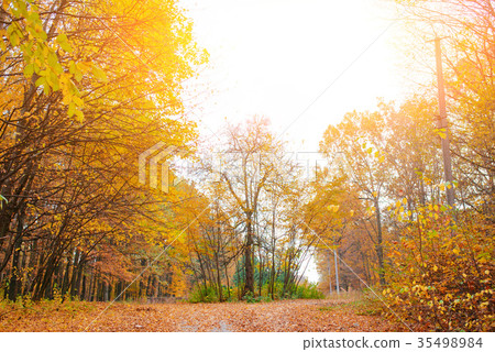 Bright and colorful landscape of sunny autumn Bright and colorful landscape of sunny autumn 35498984
