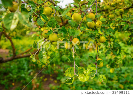 Green apples on a branch ready to be harvested Green apples on a branch ready to be harvested 35499111