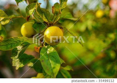 Green apples on a branch ready to be harvested, 35499112