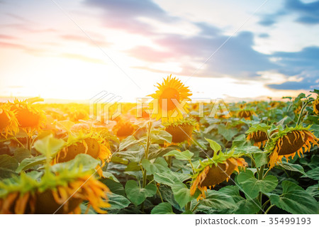 A plantation of beautiful yellow-green sunflowers  A plantation of beautiful yellow-green sunflowers  35499193