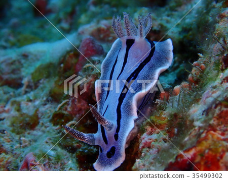 Mizore-umius of Okinawa, the Maeda cape 35499302