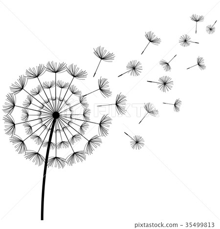 Black fluff dandelion on white background Black fluff dandelion on white background 35499813