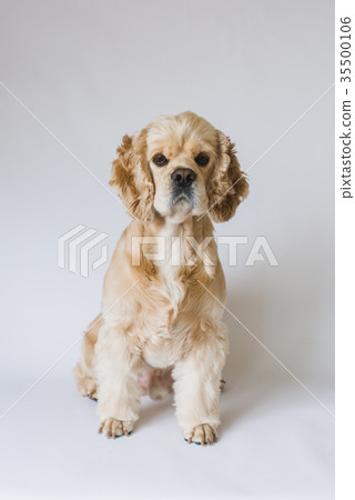 Dog in front of a white background Dog in front of a white background 35500106