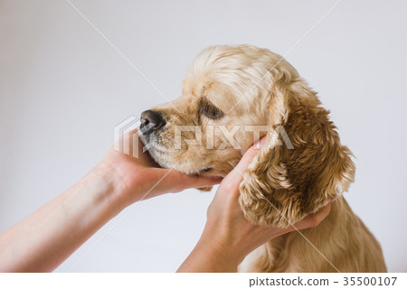 Women holding head of dog. Women holding head of dog. 35500107