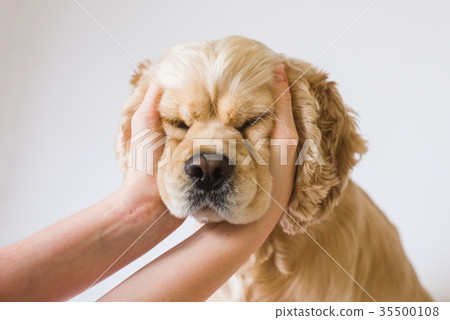 Female hands stroking the dog 35500108
