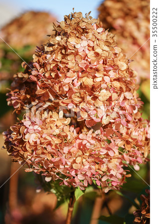 Colours of autumn 35500222