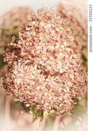 Evanescence 35500225