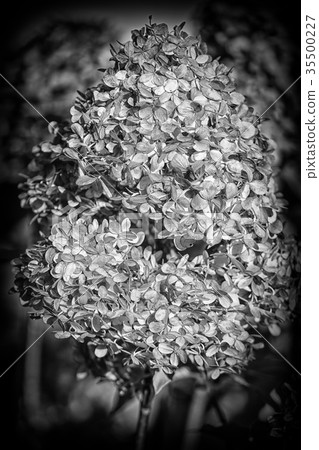 Evanescence 35500227