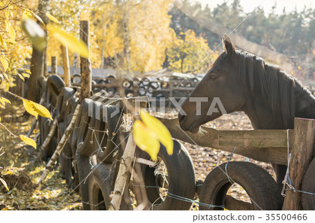 Portrait of a horse in the paddock 35500466