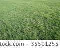 Lawn 35501255