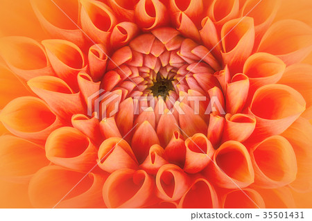 Orange flower petals 35501431