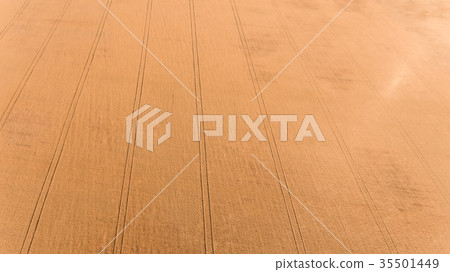 Aerial view of field with wheat Aerial view of field with wheat 35501449