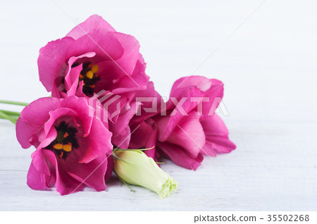 pink purple eustoma flowers pink purple eustoma flowers 35502268
